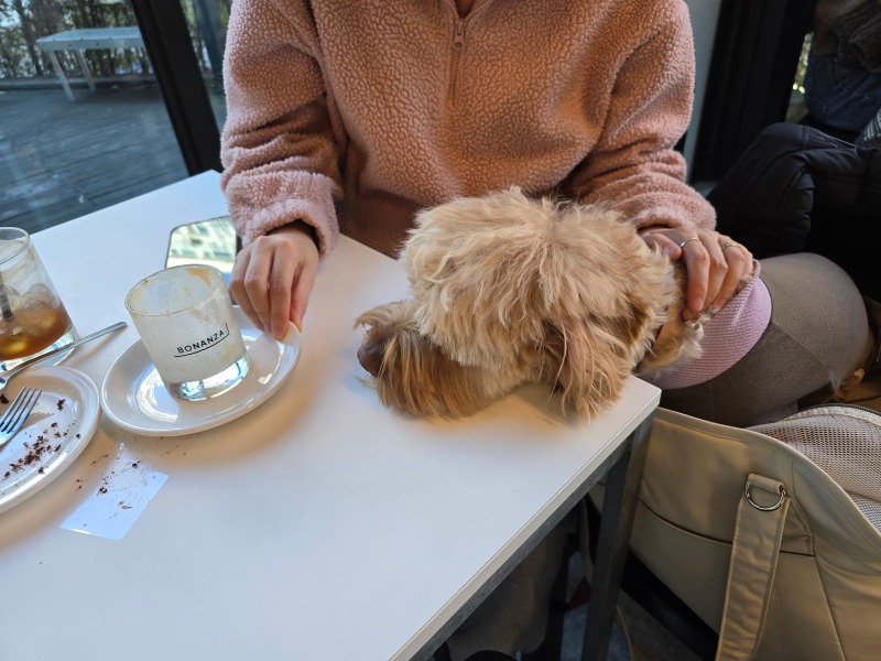 mtl효창, 배우 권율님 단골 카페 애견동반