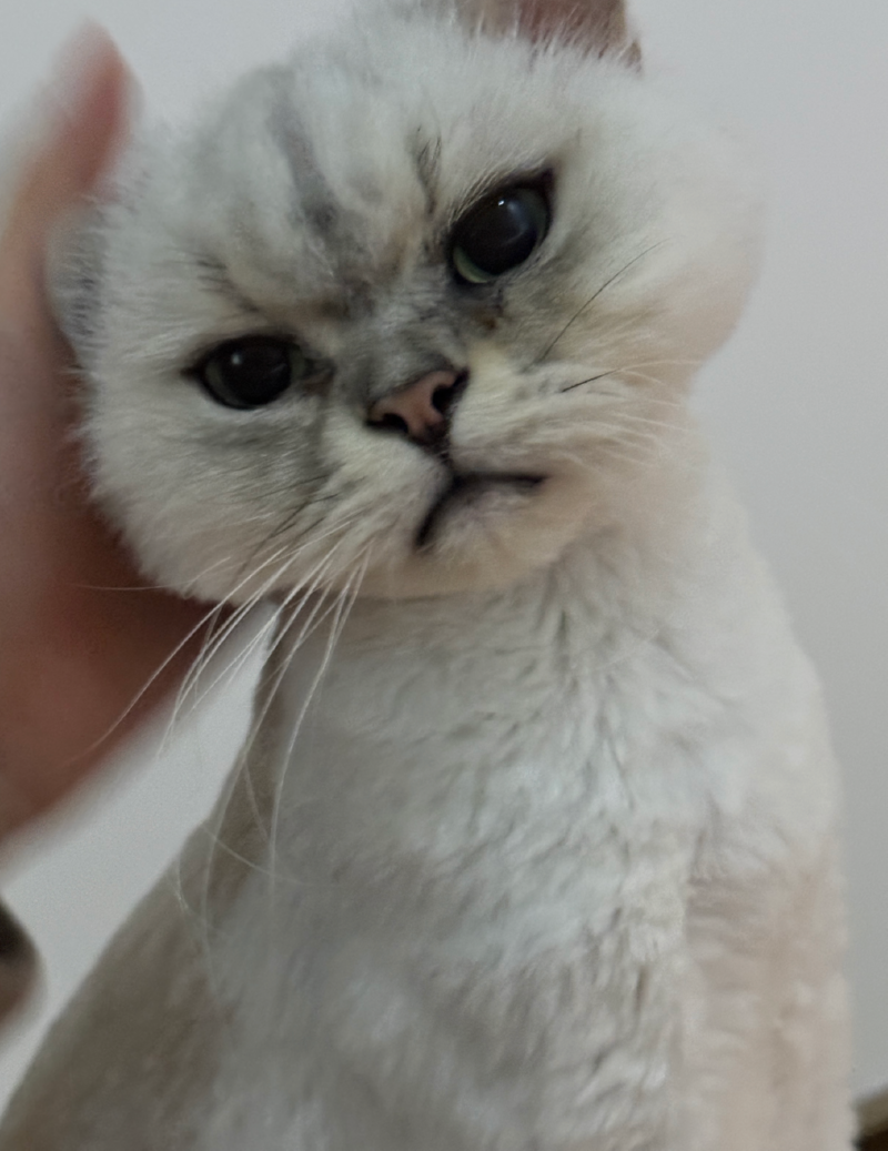 나나