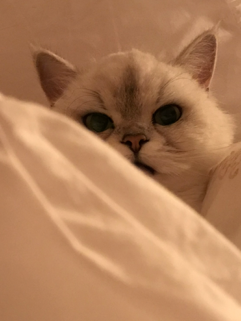 루루