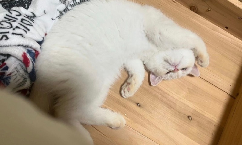 달이