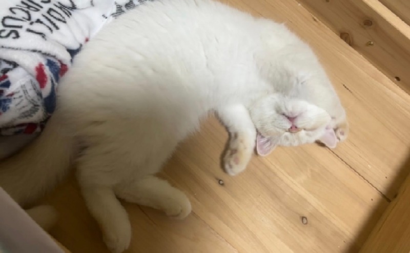 달이