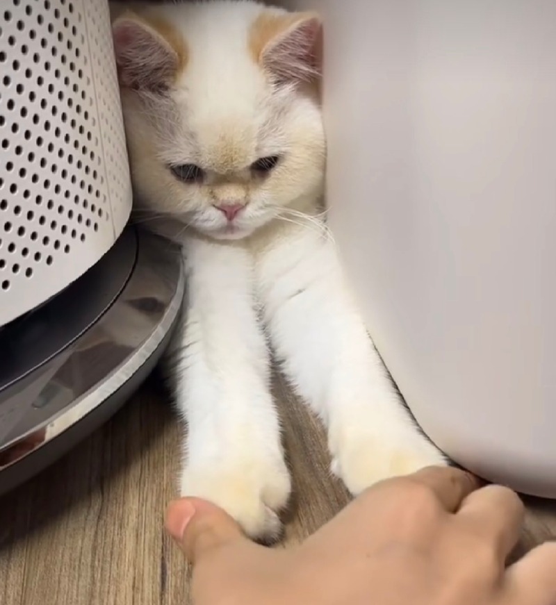 달이