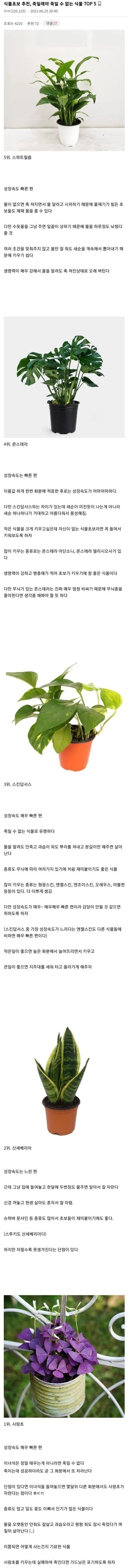 식물초보 추천, 죽일래야 죽일 수 없는 식물 TOP5