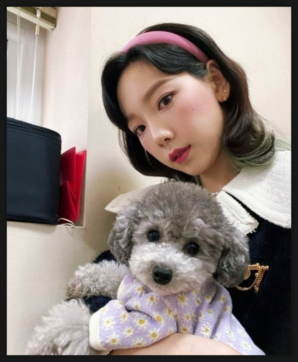 연예인, 인플루언서들이 키우는 반려견 