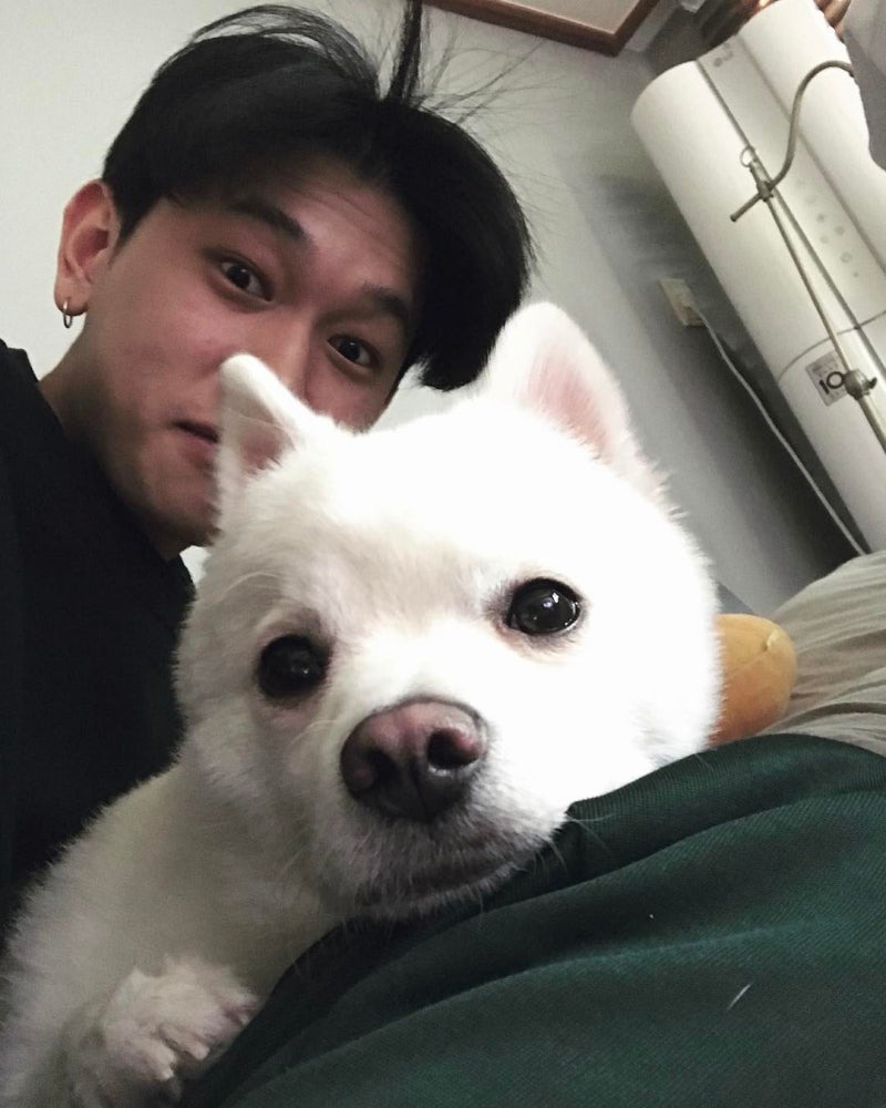 연예인, 인플루언서들이 키우는 반려견 