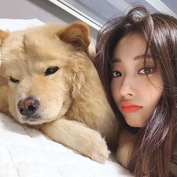 연예인, 인플루언서들이 키우는 반려견 