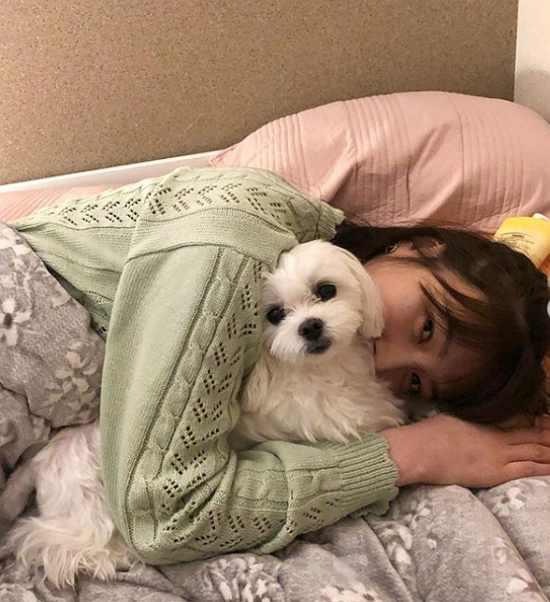 연예인, 인플루언서들이 키우는 반려견 