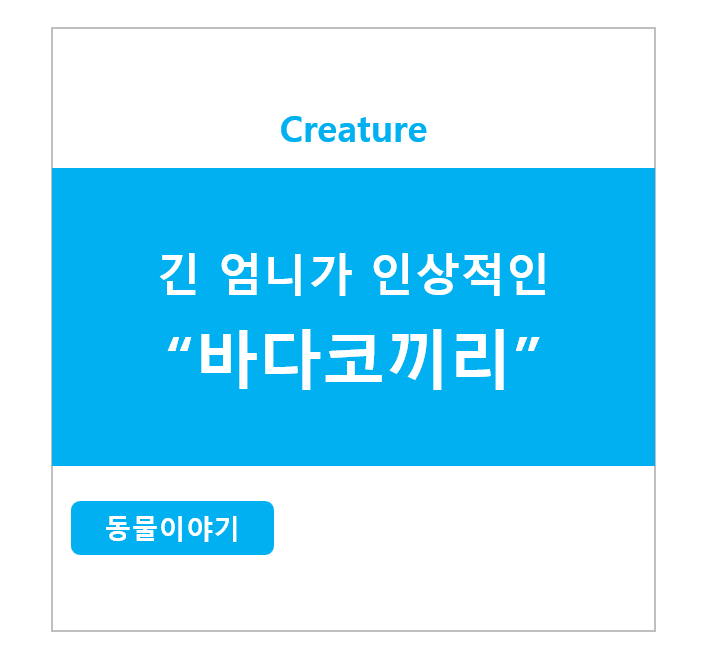 긴 엄니가 인상적인 바다코끼리