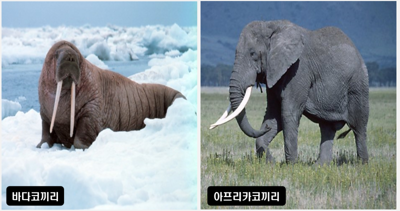 긴 엄니가 인상적인 바다코끼리