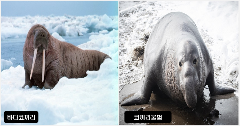 긴 엄니가 인상적인 바다코끼리