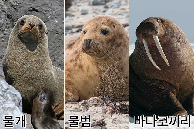 긴 엄니가 인상적인 바다코끼리
