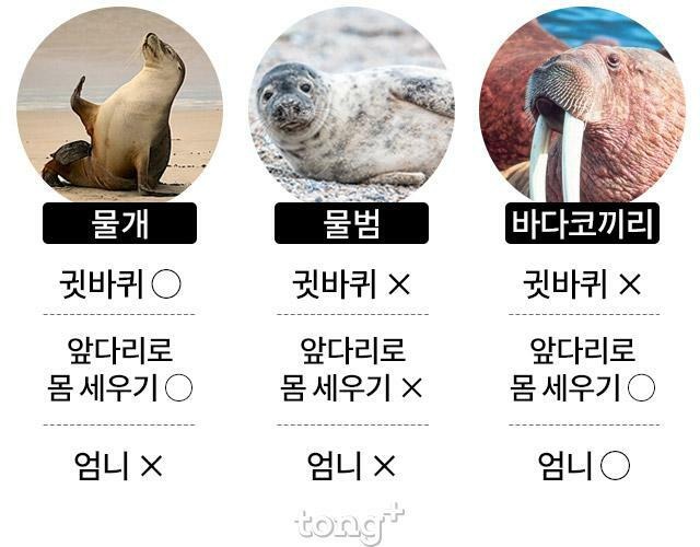 긴 엄니가 인상적인 바다코끼리