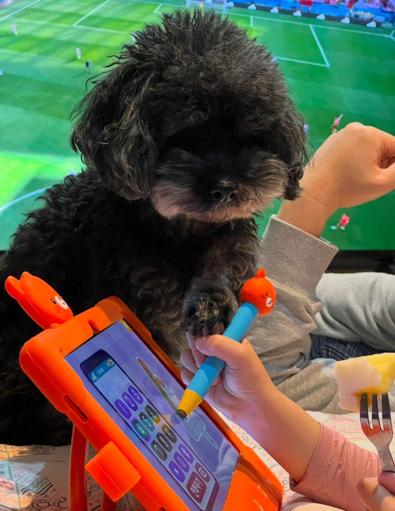 공부 그만하고 한입만 주개 🐶