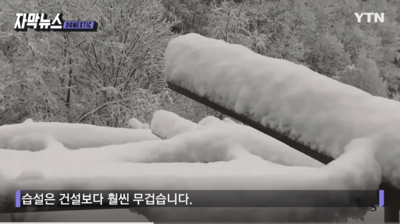 이번에 내린 눈 피해가 많은 이유 (습설의 무게)