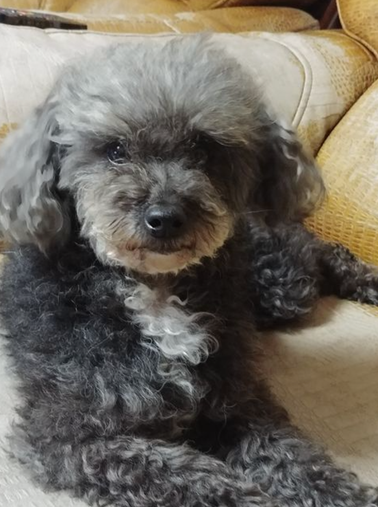 설이