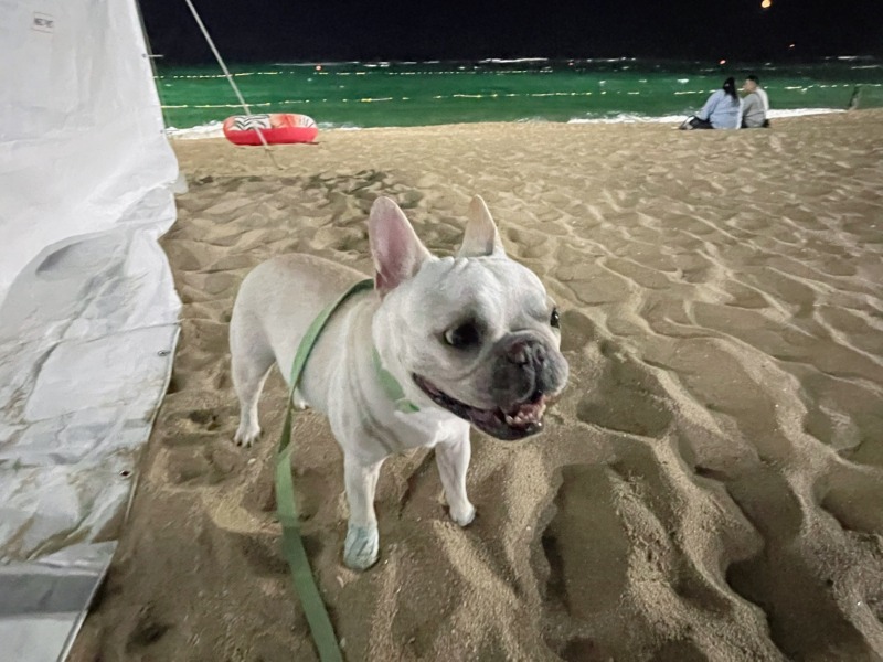  경포해변 애견동반 산책