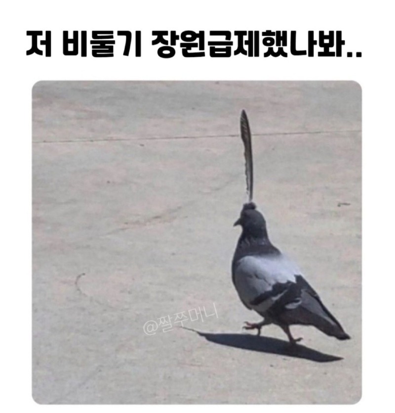 장원급제한 비둘기 