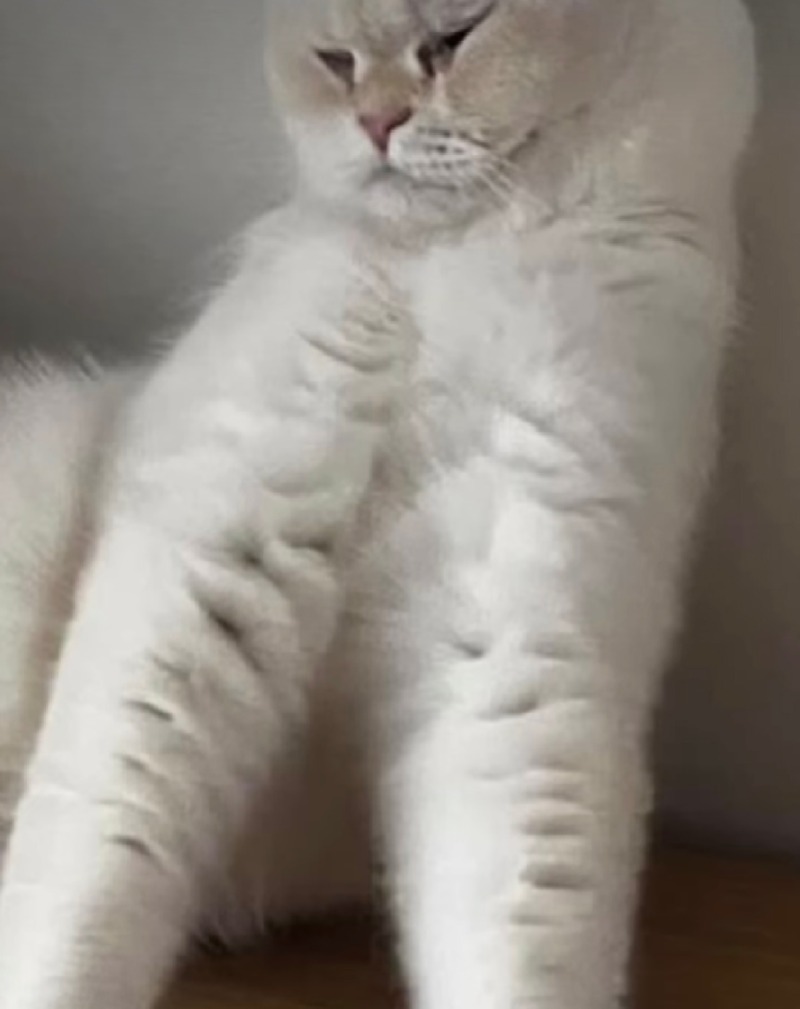 달이
