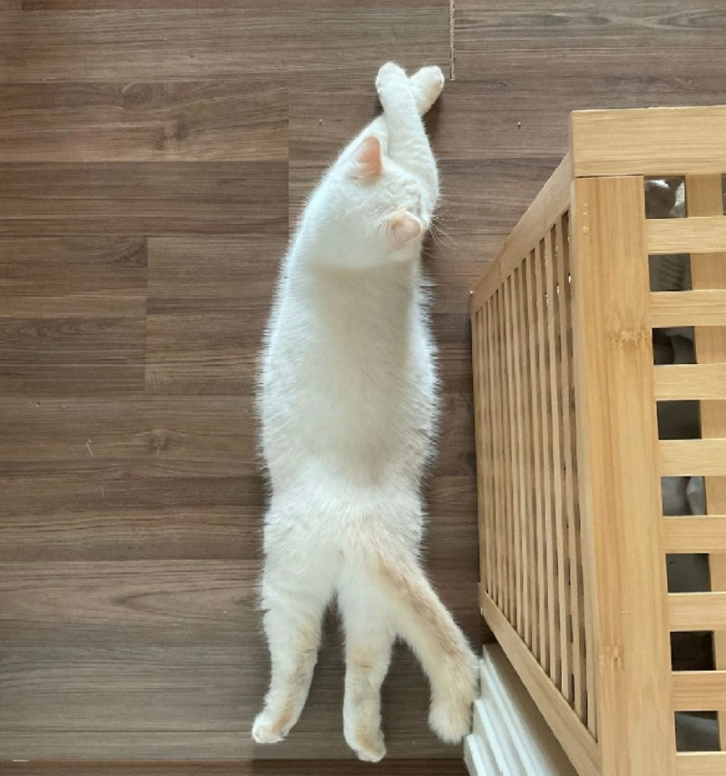 달이