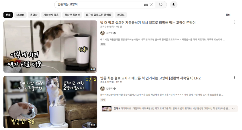 고양이 인플루언서, 일명 냥플루언서 모음!
