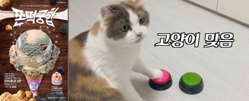 고양이 인플루언서, 일명 냥플루언서 모음!