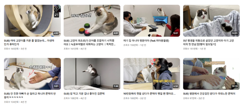 고양이 인플루언서, 일명 냥플루언서 모음!
