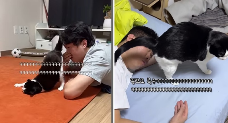 고양이 인플루언서, 일명 냥플루언서 모음!