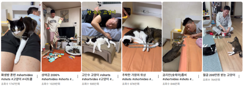 고양이 인플루언서, 일명 냥플루언서 모음!