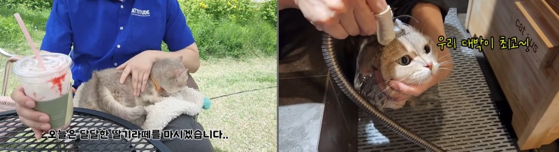 고양이 인플루언서, 일명 냥플루언서 모음!
