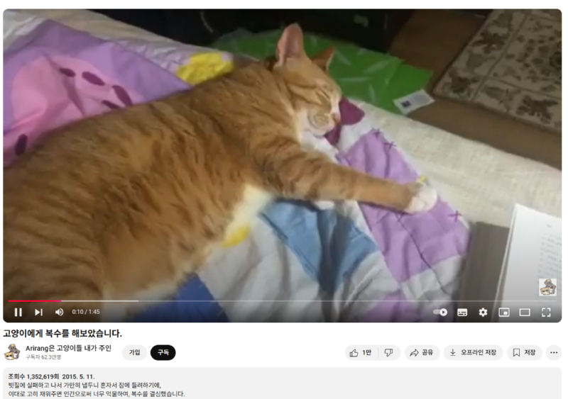 고양이 인플루언서, 일명 냥플루언서 모음!