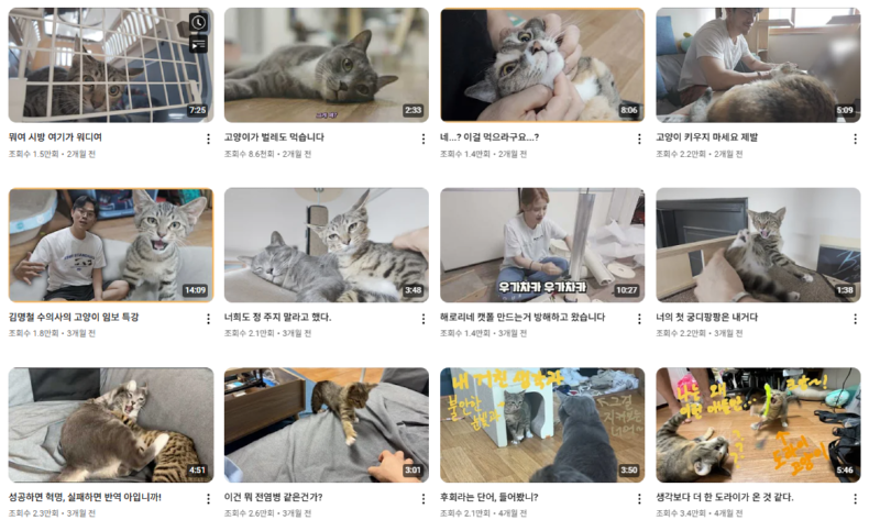 고양이 인플루언서, 일명 냥플루언서 모음!