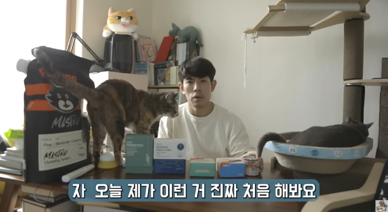고양이 인플루언서, 일명 냥플루언서 모음!