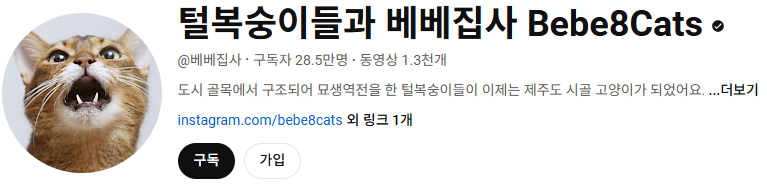 고양이 인플루언서, 일명 냥플루언서 모음!