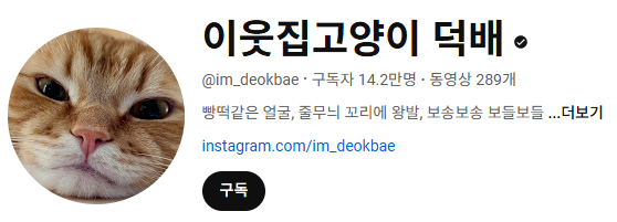 고양이 인플루언서, 일명 냥플루언서 모음!