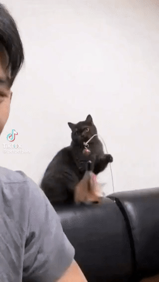 고양이 집사 역전세계 