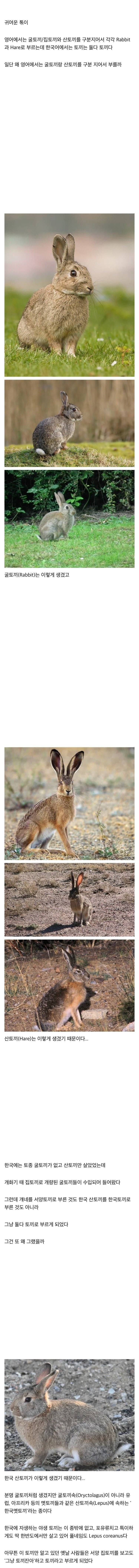 토끼를 영어로 rabbit, hare라고 부르는 이유 