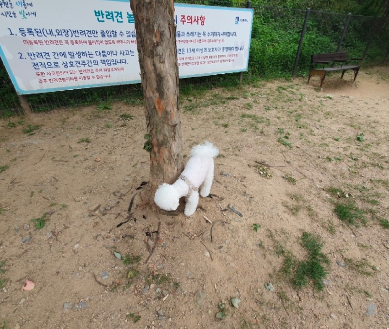 광교 호수공원 반려견 놀이터