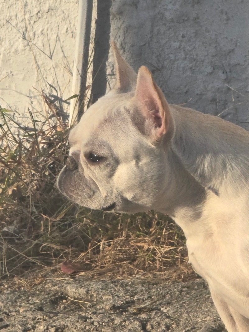 거북목 찐빵 
