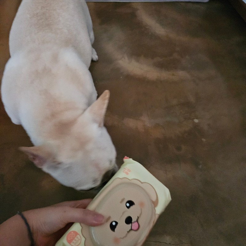 순둥이와댕댕이 베이직 물티슈 (1).jpg