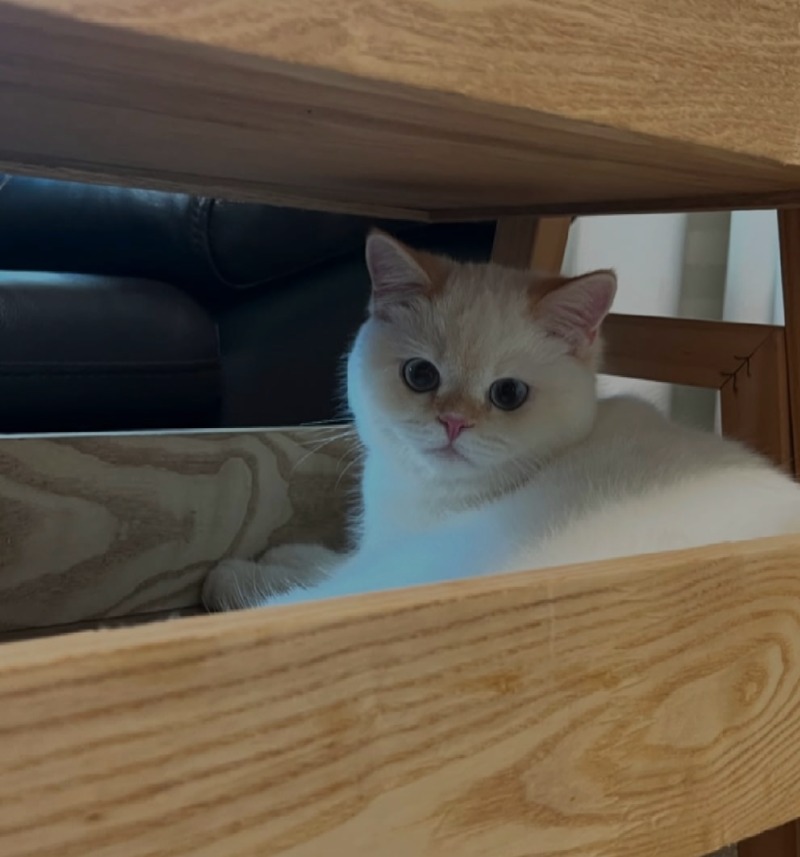 달이