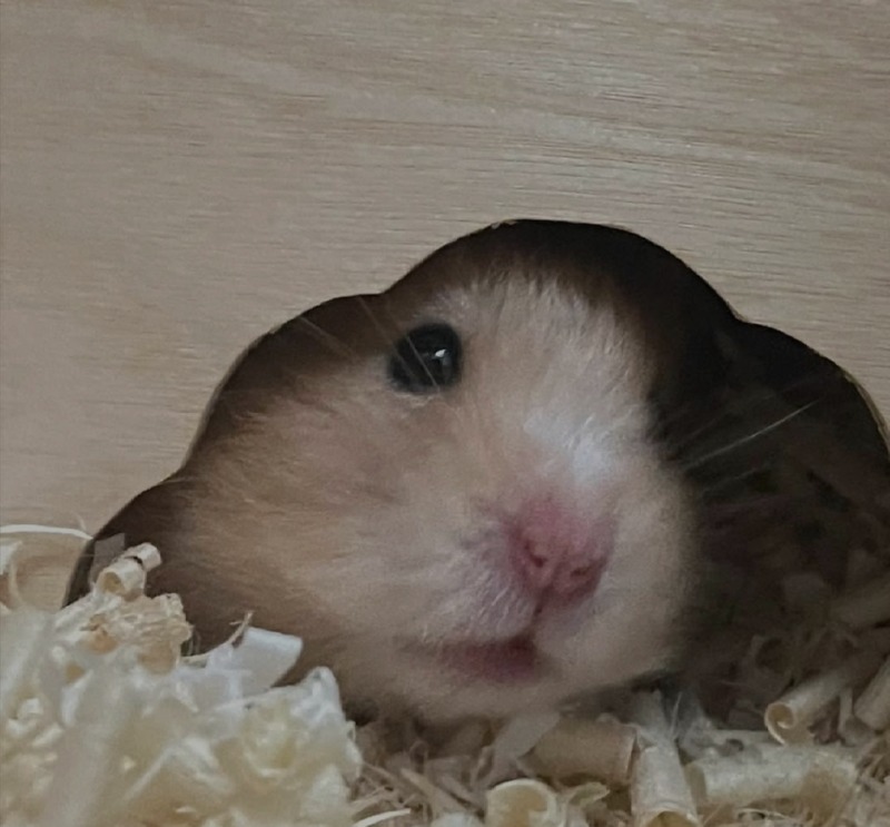 치키