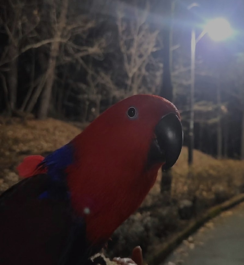별이
