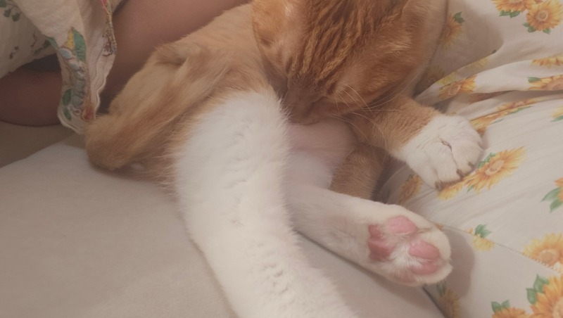 쭙쭙이