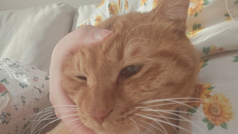 쭙쭙이
