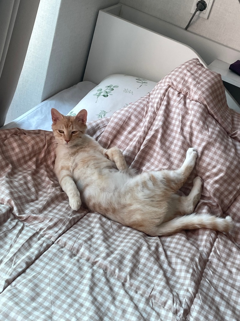 모카 엄마