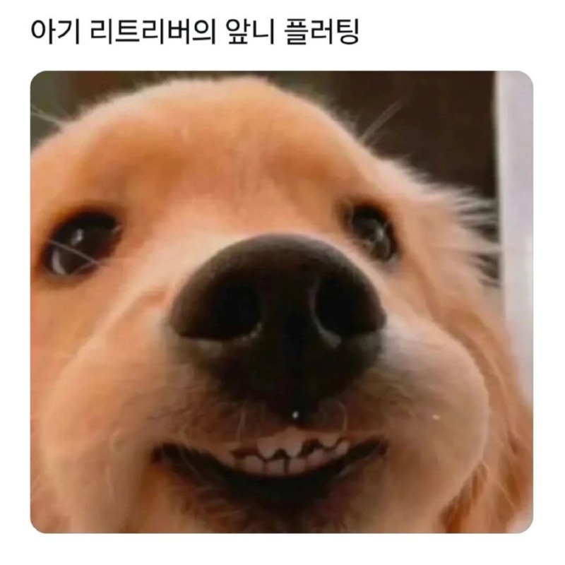 아기 리트리버의 앞니 플러팅