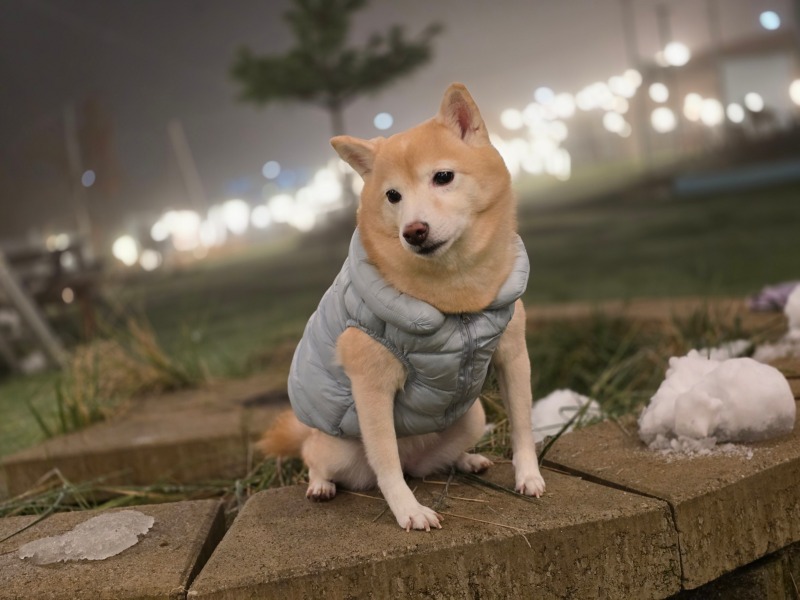 마메시바 비단이
