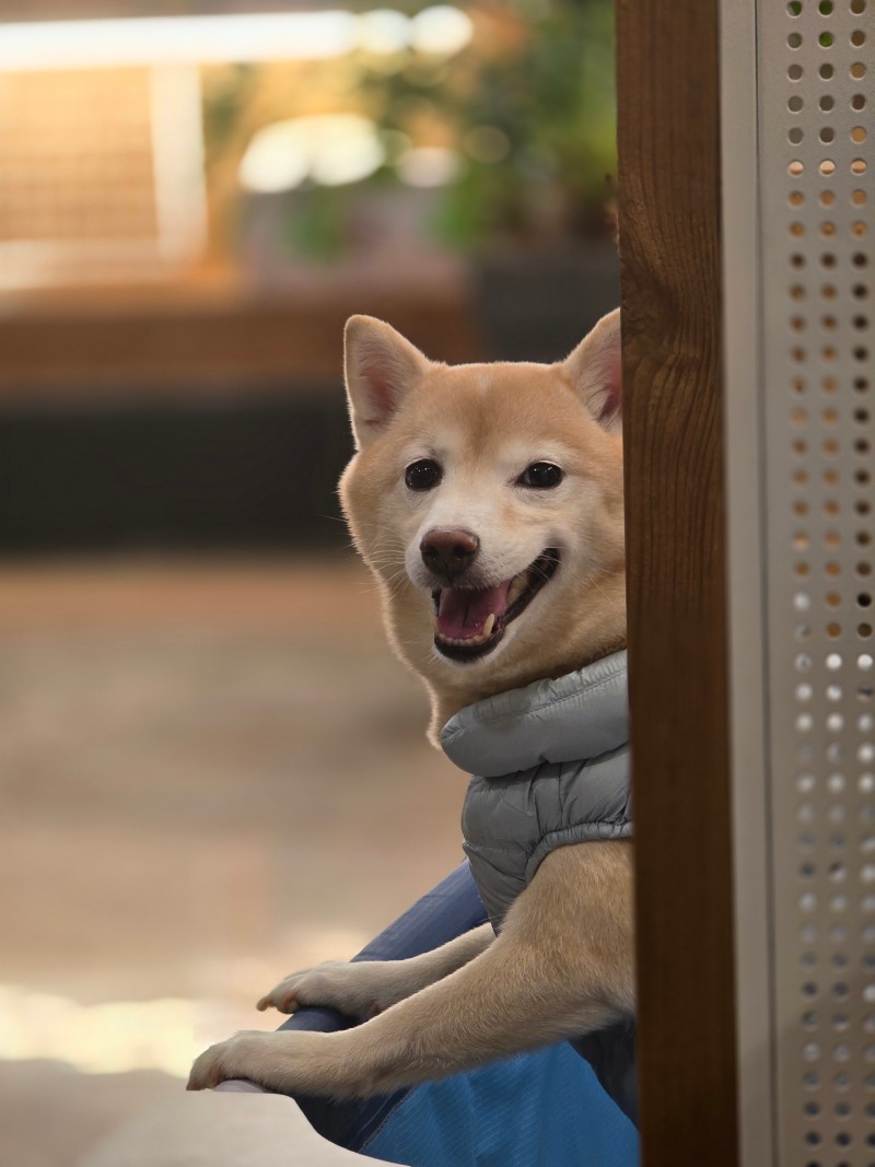 마메시바 비단이