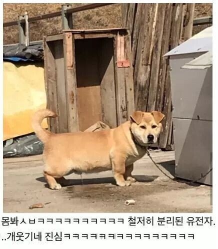 시고르자브종