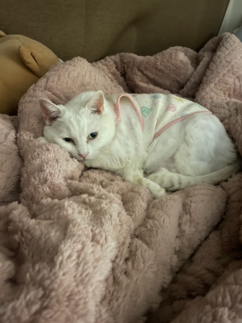 우리 흰둥이